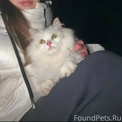 Чья потеря? Найдена кошка на З...