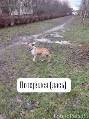 Ставрополь, ул. Пирогова Возмо...