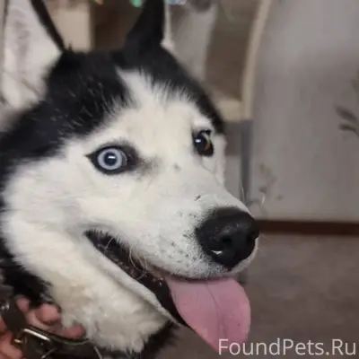 СРОЧНО Найдена собака в районе...