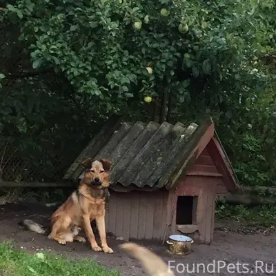 Пропала собака, по кличке Рекс...