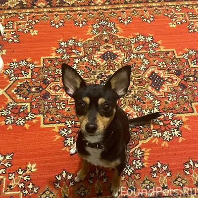 Добрый вечер, найдена собака п...