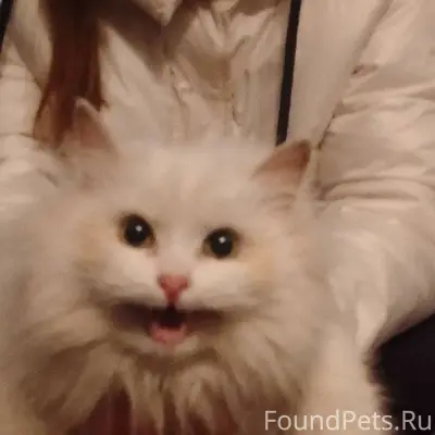 Чья потеряшка? Не хочется вери...