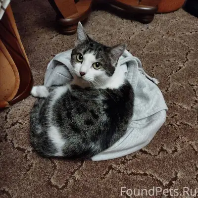 Пропала кошка 07.01.26 Убежала...