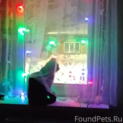 Пропал кот, чёрный с ошейником...