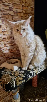 Пропал кот. Ушел гулять и не.....