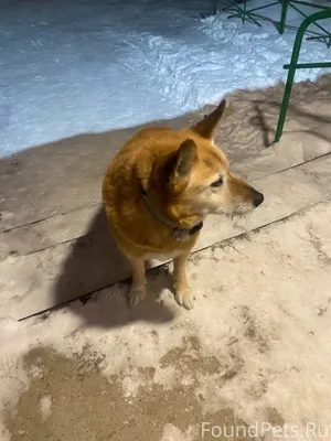 Пропал пёс по кличке Пират. Он...