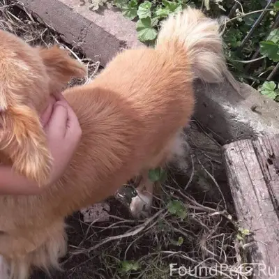 Пропала собака, район ветлечеб...