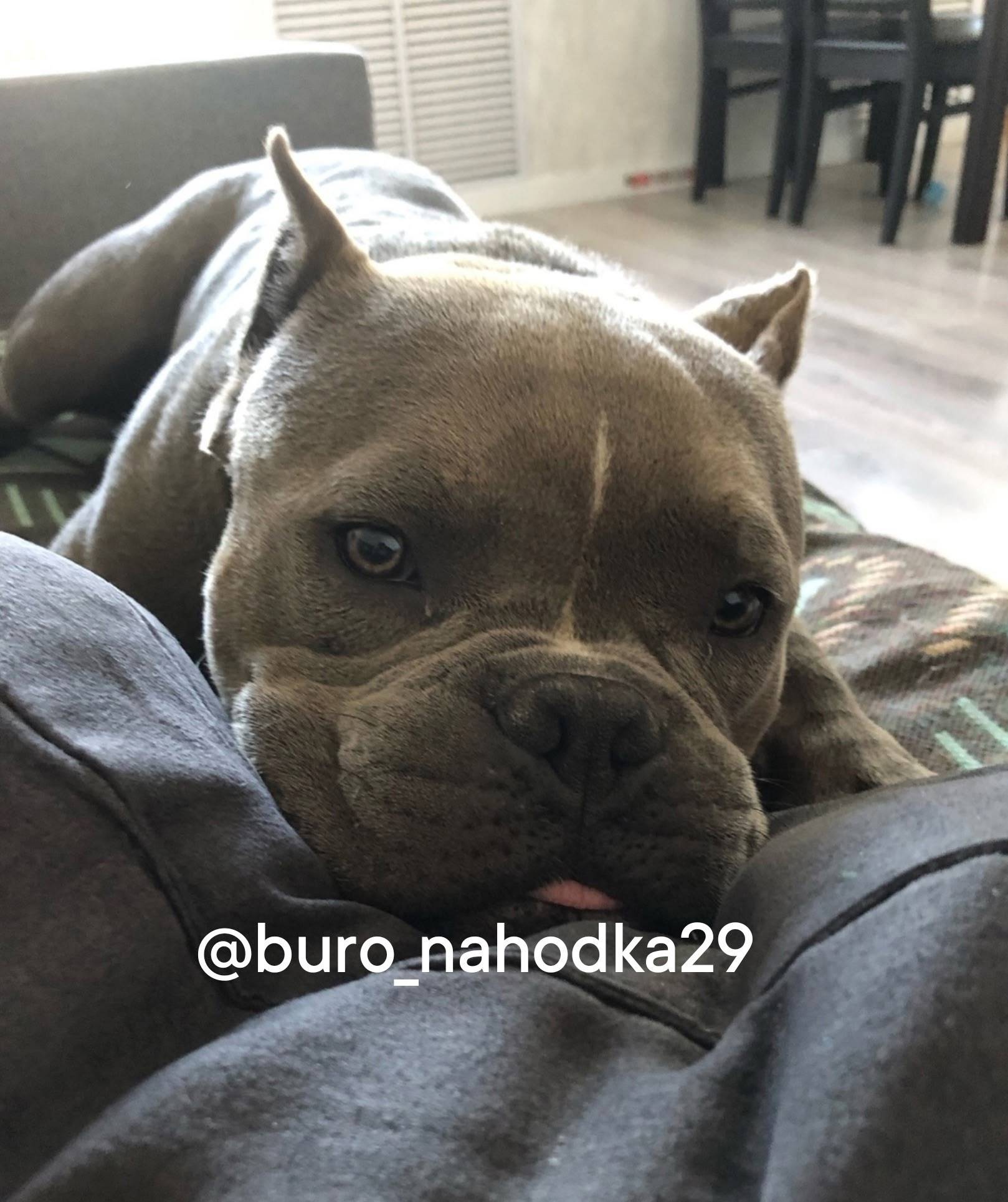 Пропала собака серый булли с б...