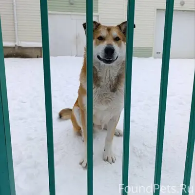 Деревня Солнцево. Прибился пес...
