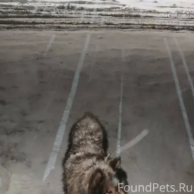 Может кто то потерял собаку? Г...