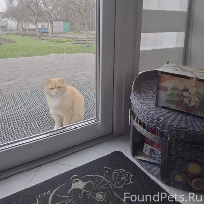 Пропал кот в районе новодворцы...