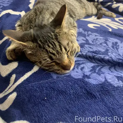 Найден котёнок мальчик, пример...