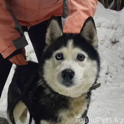 БЕРЕЗНИКИ!!!! Найдена собака, ...