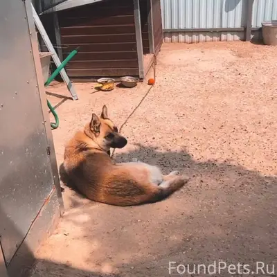 Пропала собака. с. Липицы Если...