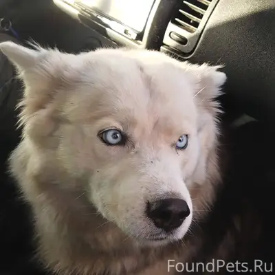 ‼️‼️ПРОПАЛА СОБАКА‼️‼️ Хаски, ...