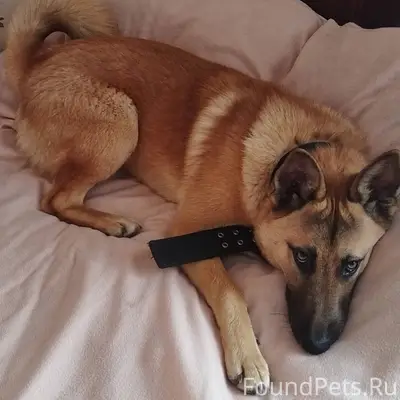 ‼️‼️‼️Пропала собака 🐕 по клич...