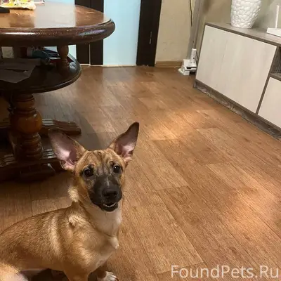 Найдена собака! Ищем хозяина! ...