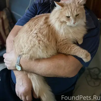 ПРОПАЛ КОТ! Помогите вернуть д...