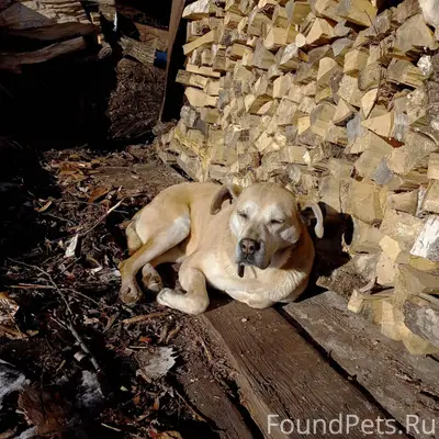 У нас пропала собака! Девочка,...