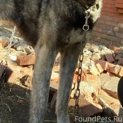 Пропала собака. Отзывается на ...