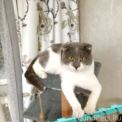 Кот Майкл. Возраст 2 года. Жил...