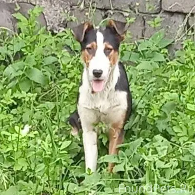 Пропала собака,откликается на ...