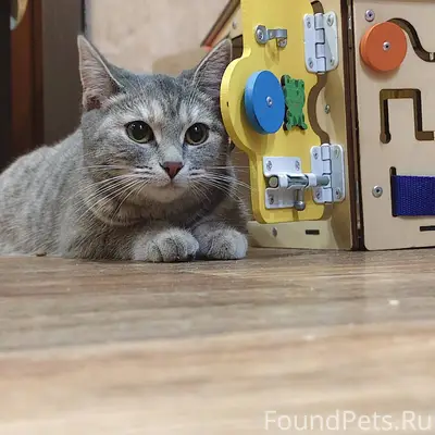 Найден котенок на ул. Ленина 6...