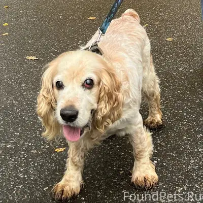 Пропала собака утром 09.01‼️🦮 ...