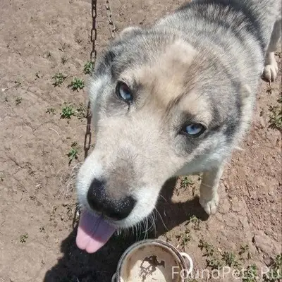 Пропала собака утром 7 января,...