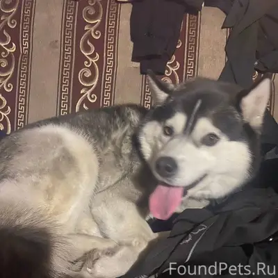 Найдена собака с красным ошейн...