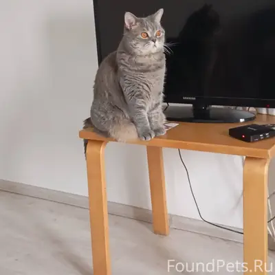 Пропала кошка!!! Зовут Алиса!!...