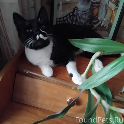 Пост по просьбе!!! Феликс, кот...