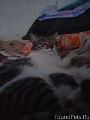 Пропал кот, зовут Семён. Где-т...