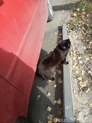 #итогиДДМ Эльза - преданная дв...