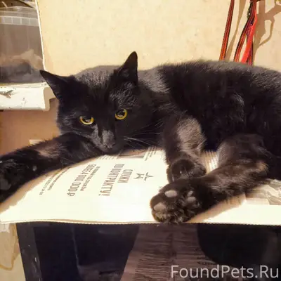 Прибился кот около 4-х дней...