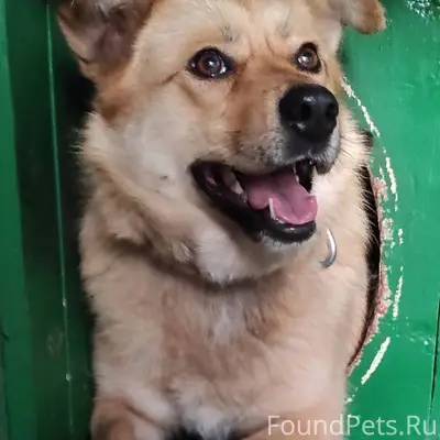 Ищем собаку, убежала вечером н...