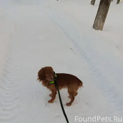 Помогите пожалуйста найти соба...