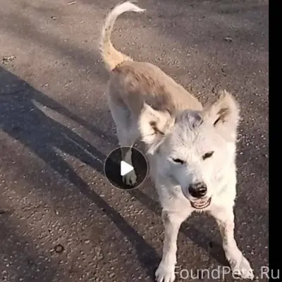 Срочно ‼️ 🆘🆘🆘 #Щелково #Мо Сро...