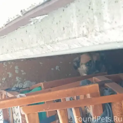 Уже несколько дней около наших...