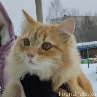 Добрый день! В подъезде ул. Ме...