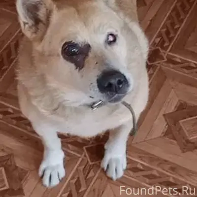 Пропала собака! Помогите найти...