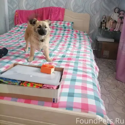 Пропала собачка в районе улиц ...