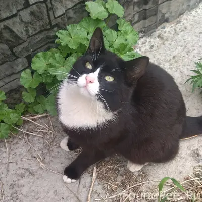 7 ЯНВАРЯ ПРОПАЛ КОТ!!!! Железн...