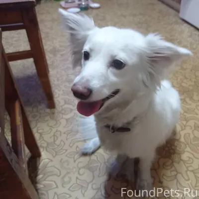 Найдена собака возле магазина ...