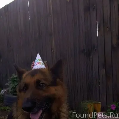 9.01 утром убежал пес с...