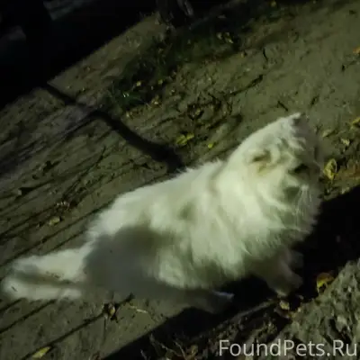 Найдена белая кошка, Орловская 8