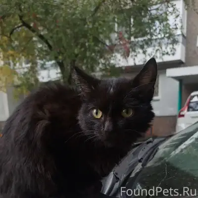 Найден котёнок, проблемы с челюстью