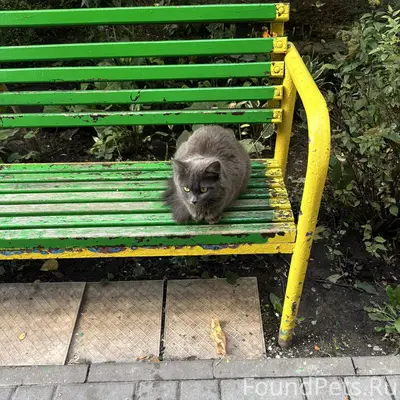 Найден котик, Коминтерновский район