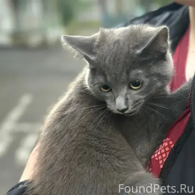 Найден котёнок, Циолковского, 66