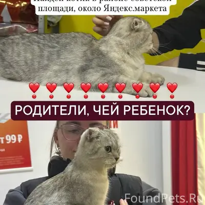Найден вислоухий котёнок, Ржев